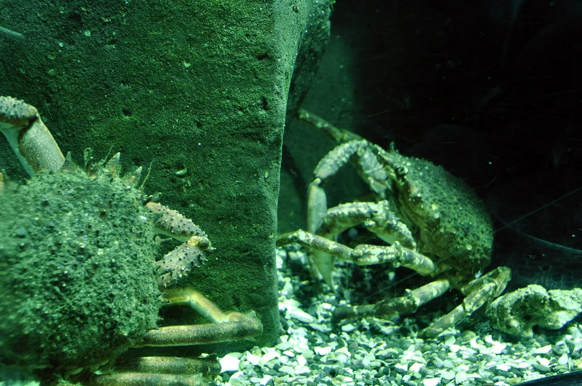 Oceanarium