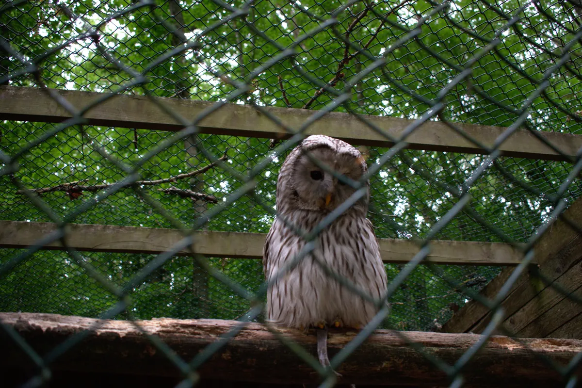 Greifvogelpark Saarburg
