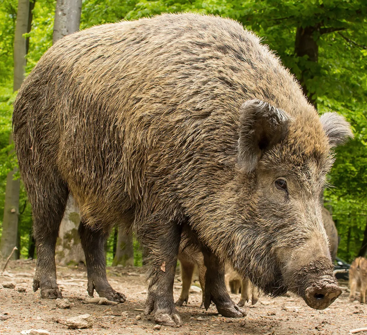 Wildpark Daun