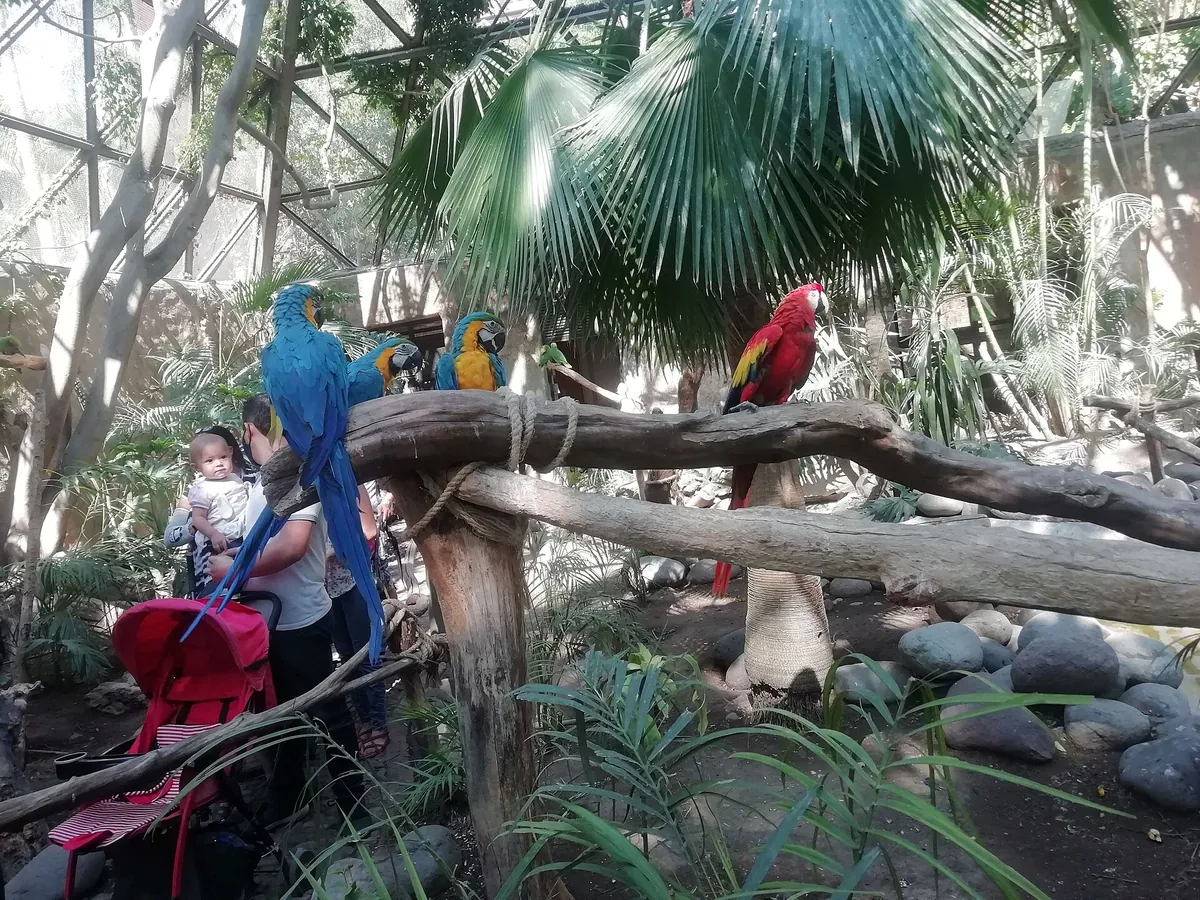 Zoológico Guadalajara