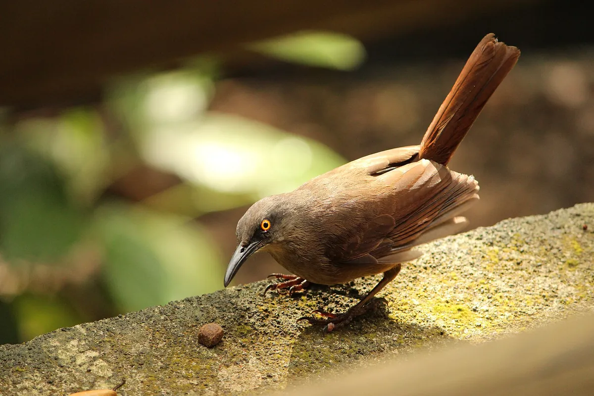 Guadeloupe zoo