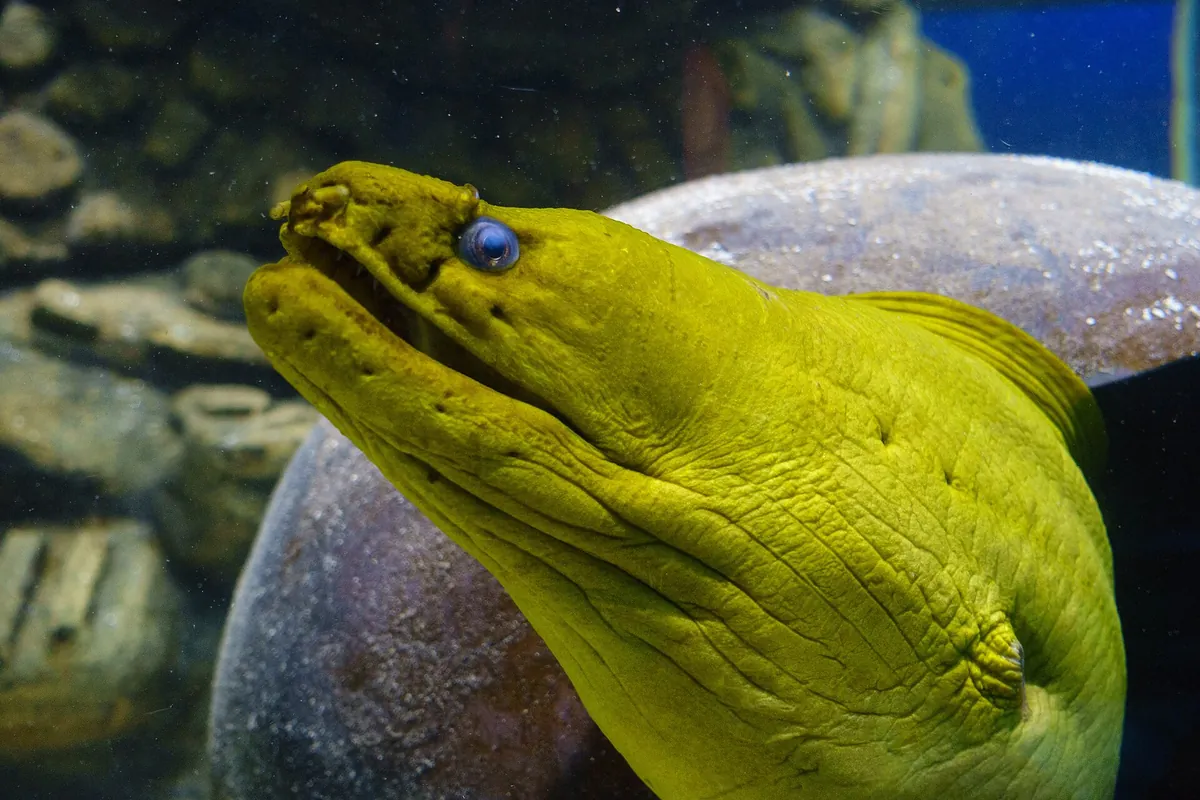 Aquarium of the Americas