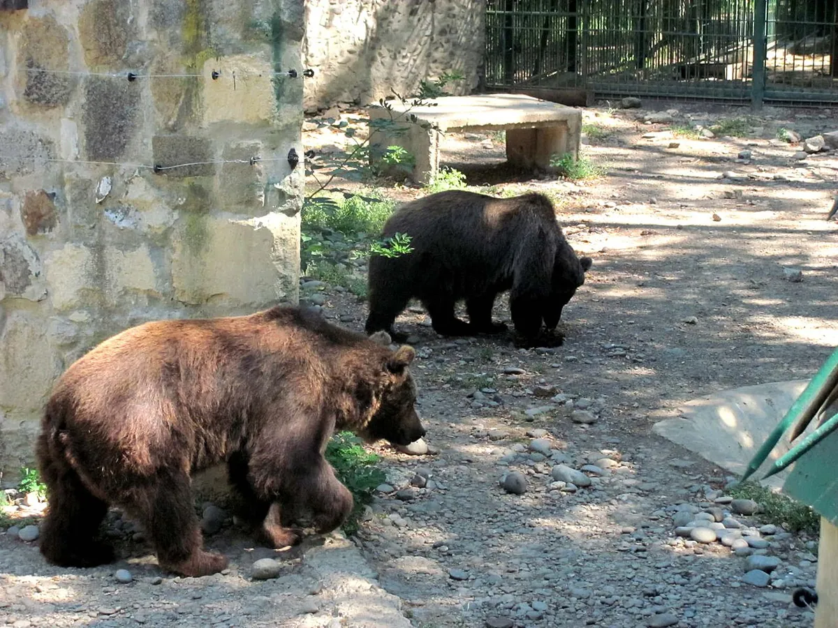 Târgu Mureș Zoo
