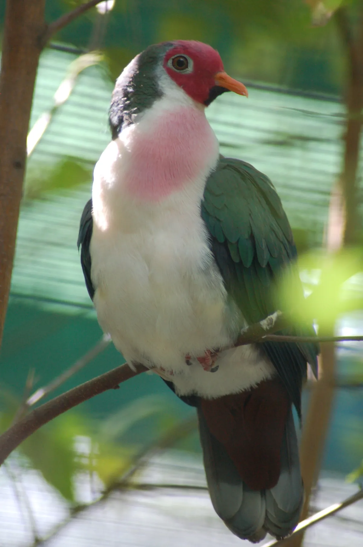 Lincoln Children's Zoo