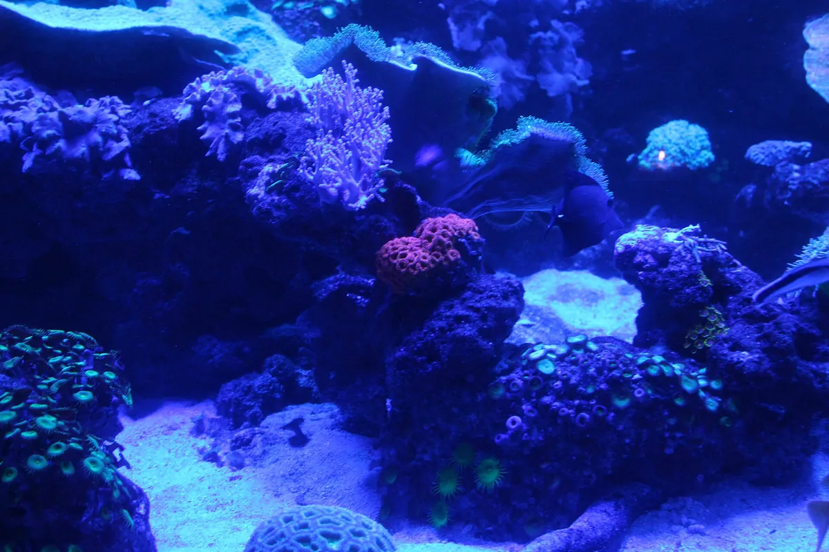 Two Oceans Aquarium