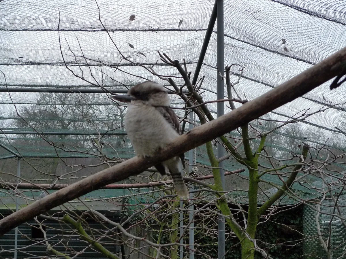 Golders Hill Park Zoo