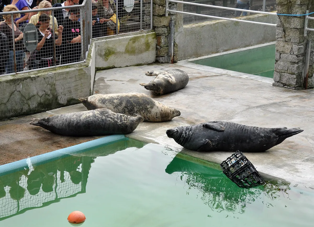 Cornish Seal Sanctuary