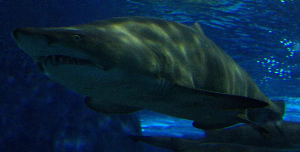 Shanghai Ocean Aquarium