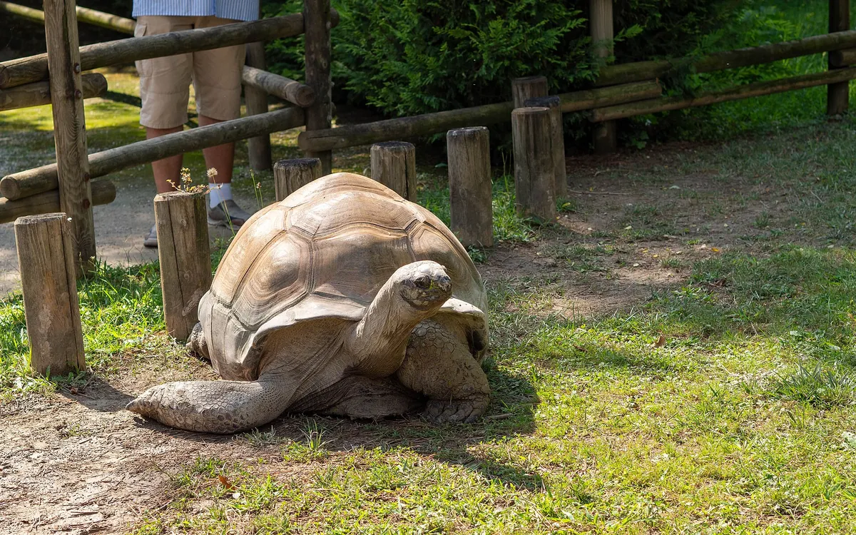 Parco Zoo Punta Verde