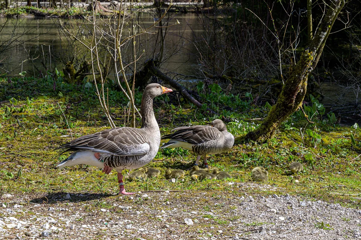 Cumberland Wildpark
