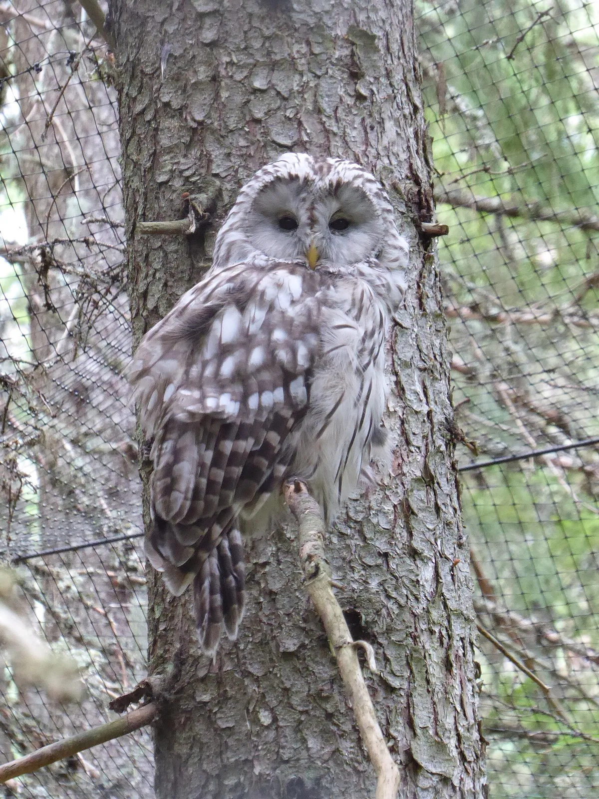Järvzoo