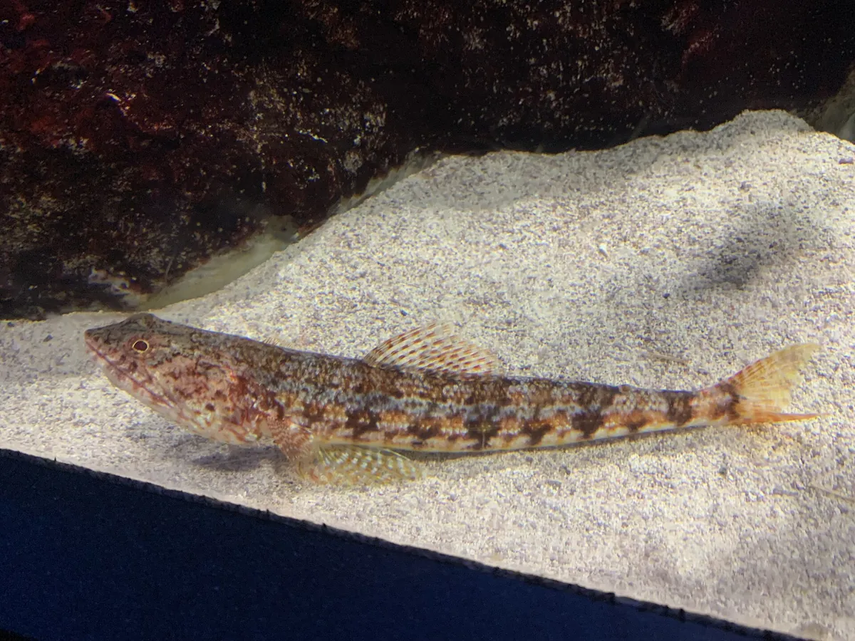 Toba Aquarium