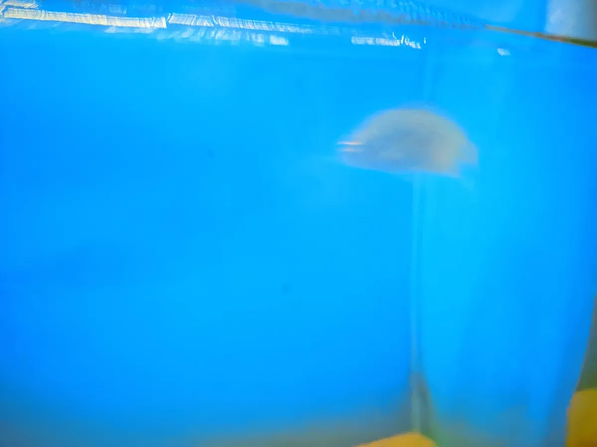 Radiant Fish World