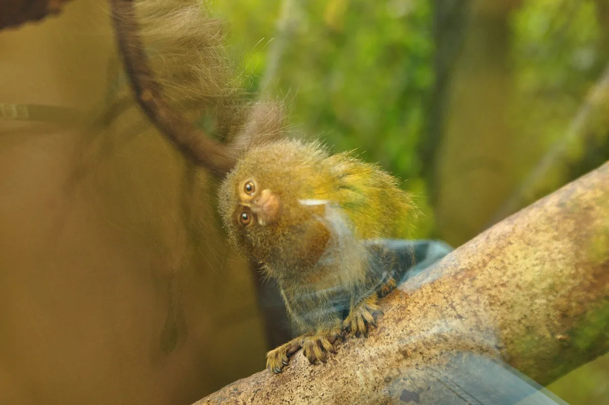 Shaldon Zoo