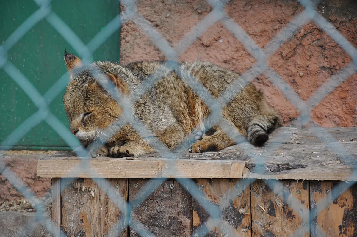 Zoo du Mont Faron