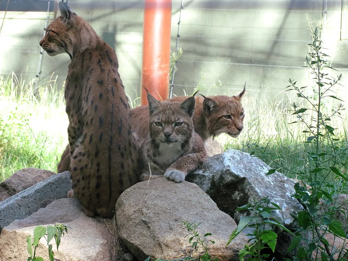 Târgu Mureș Zoo