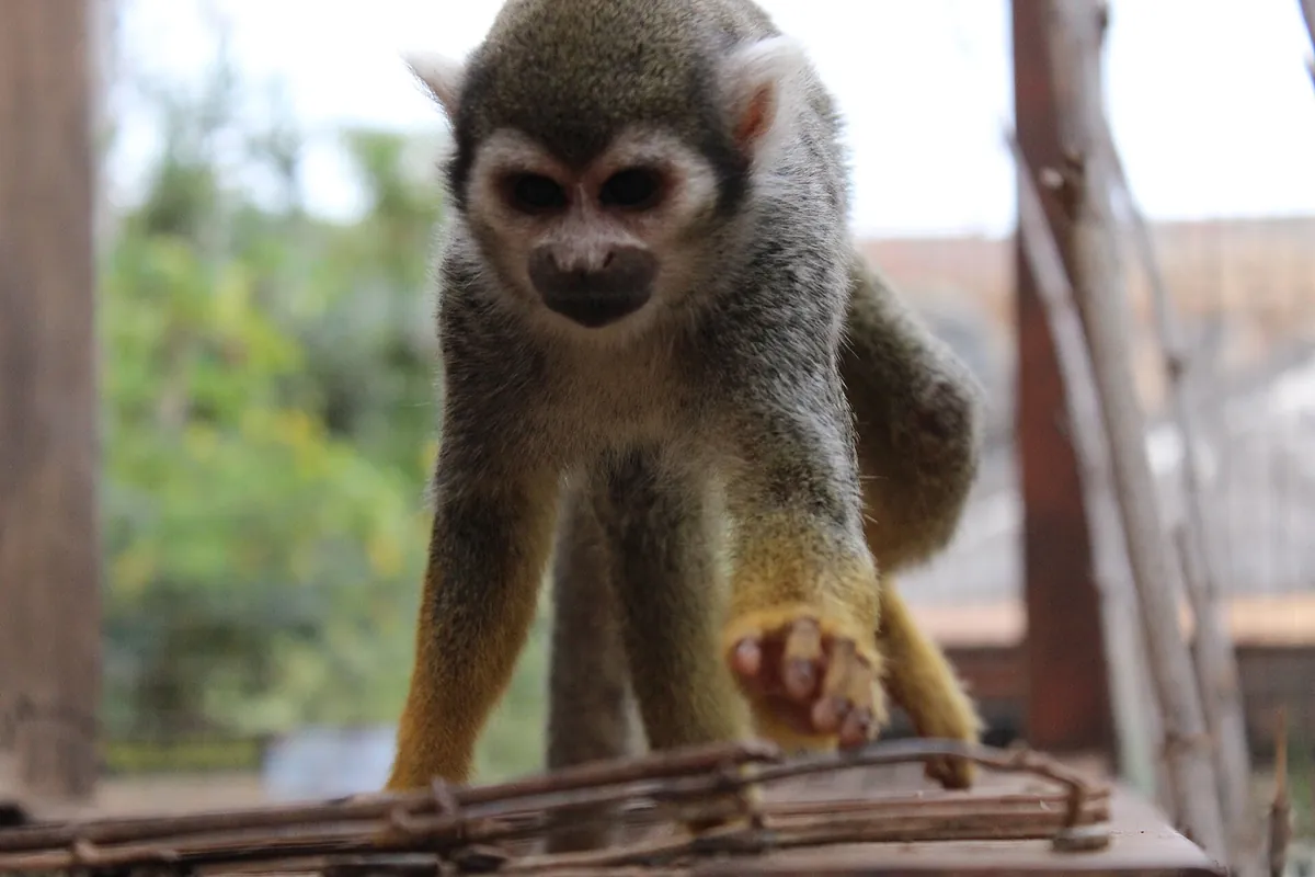 Monkey Park