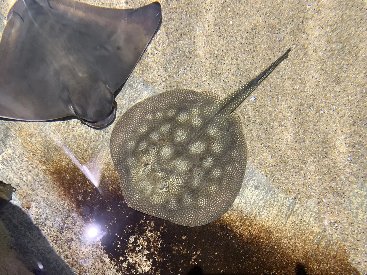 Aquarium of the Bay