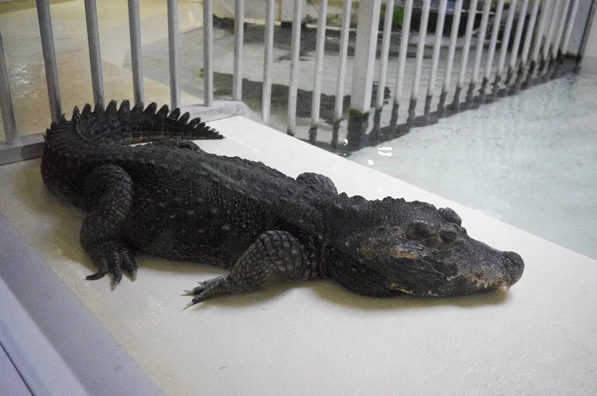 Reptiland