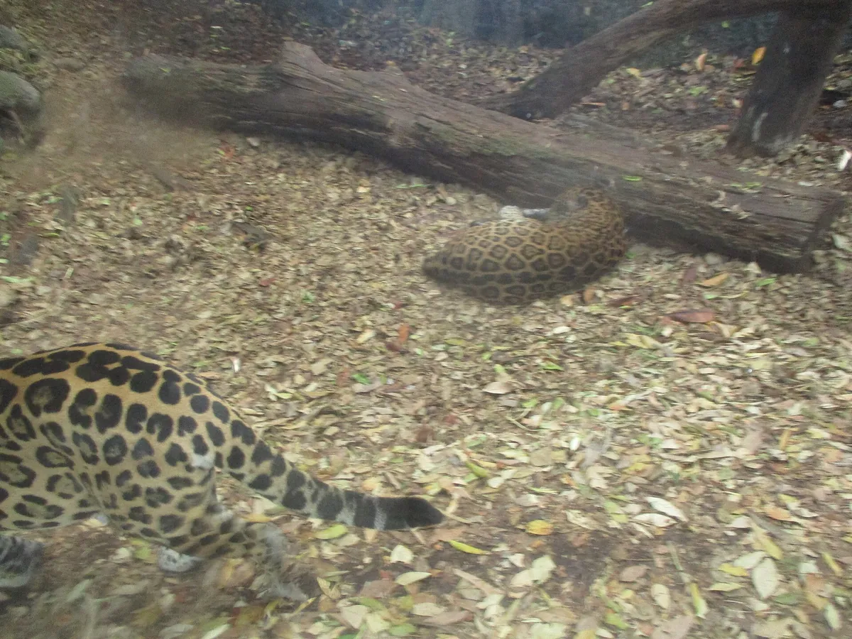 Africam Safari