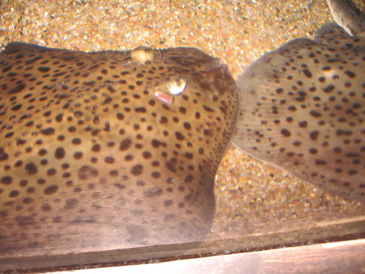 Oklahoma Aquarium