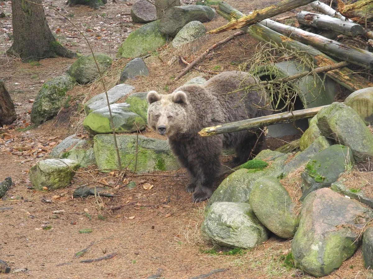 Wingster Waldzoo