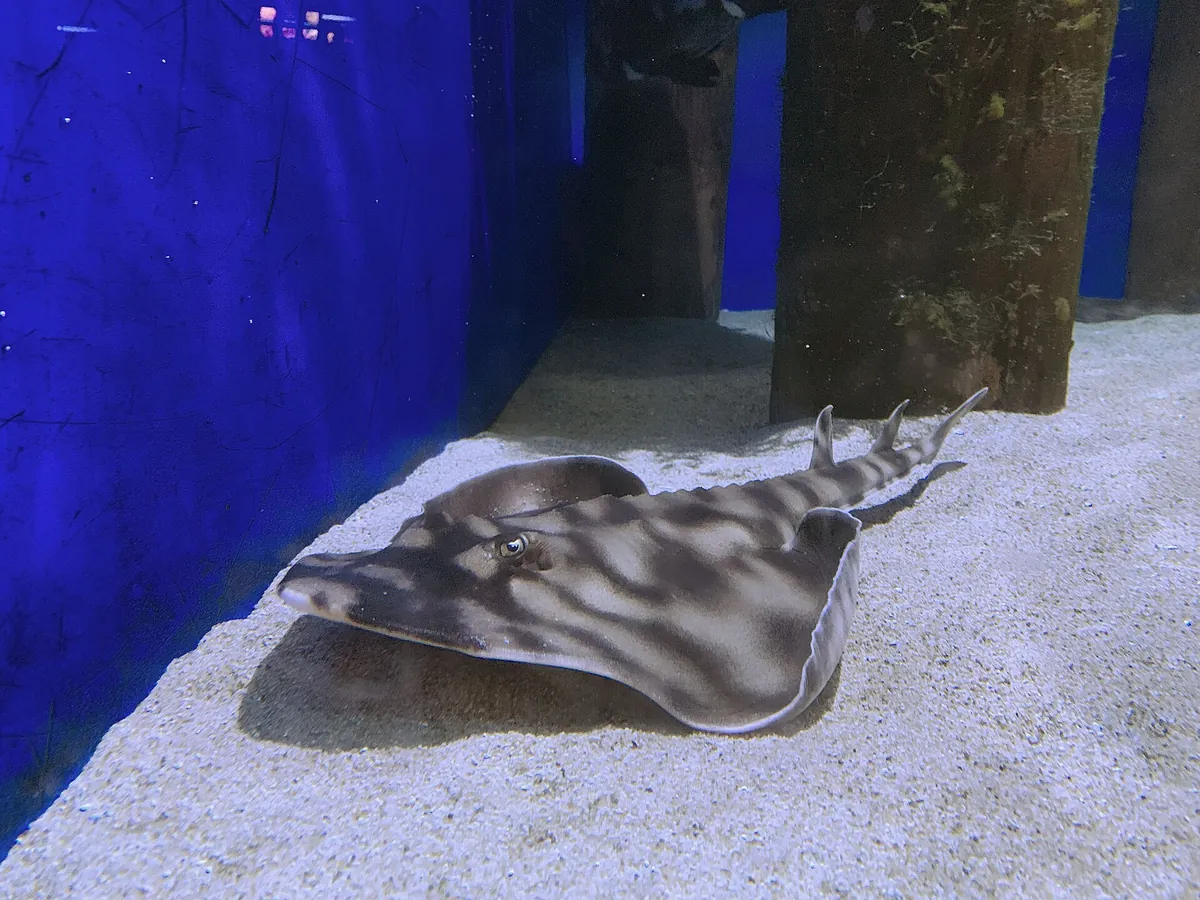 Birch Aquarium at Scripps