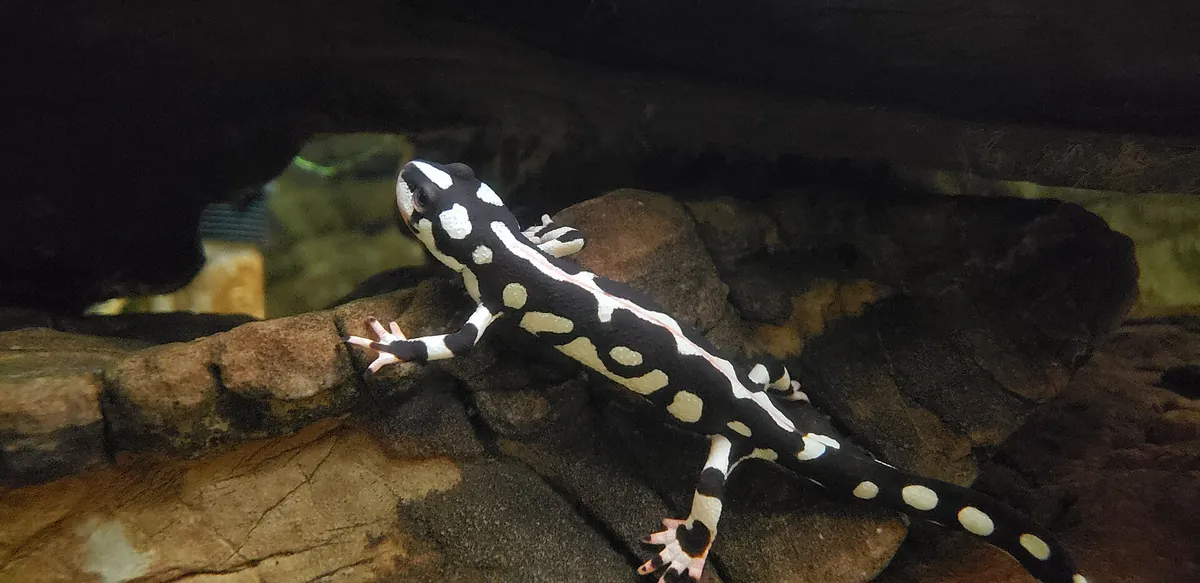 California Academy of Sciences