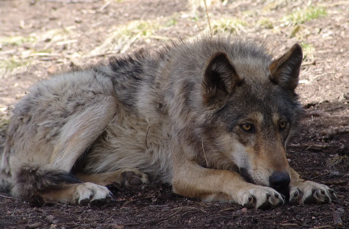 Colorado Wolf & Wildlife Center
