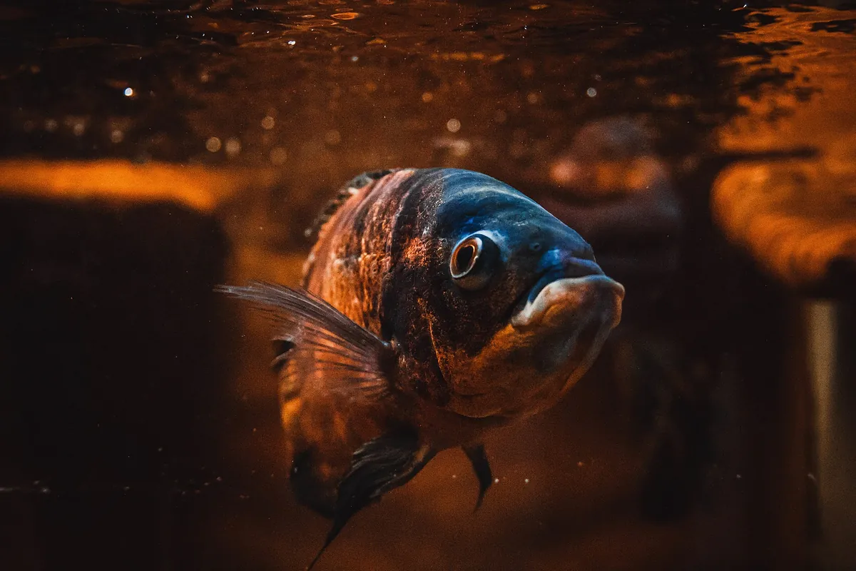 Aquarium Pula