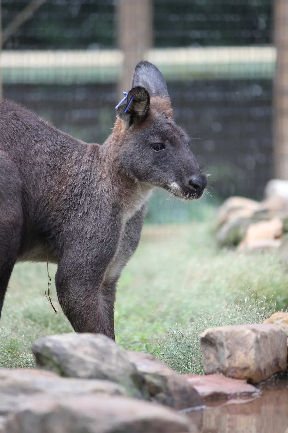 Henson Robinson Zoo