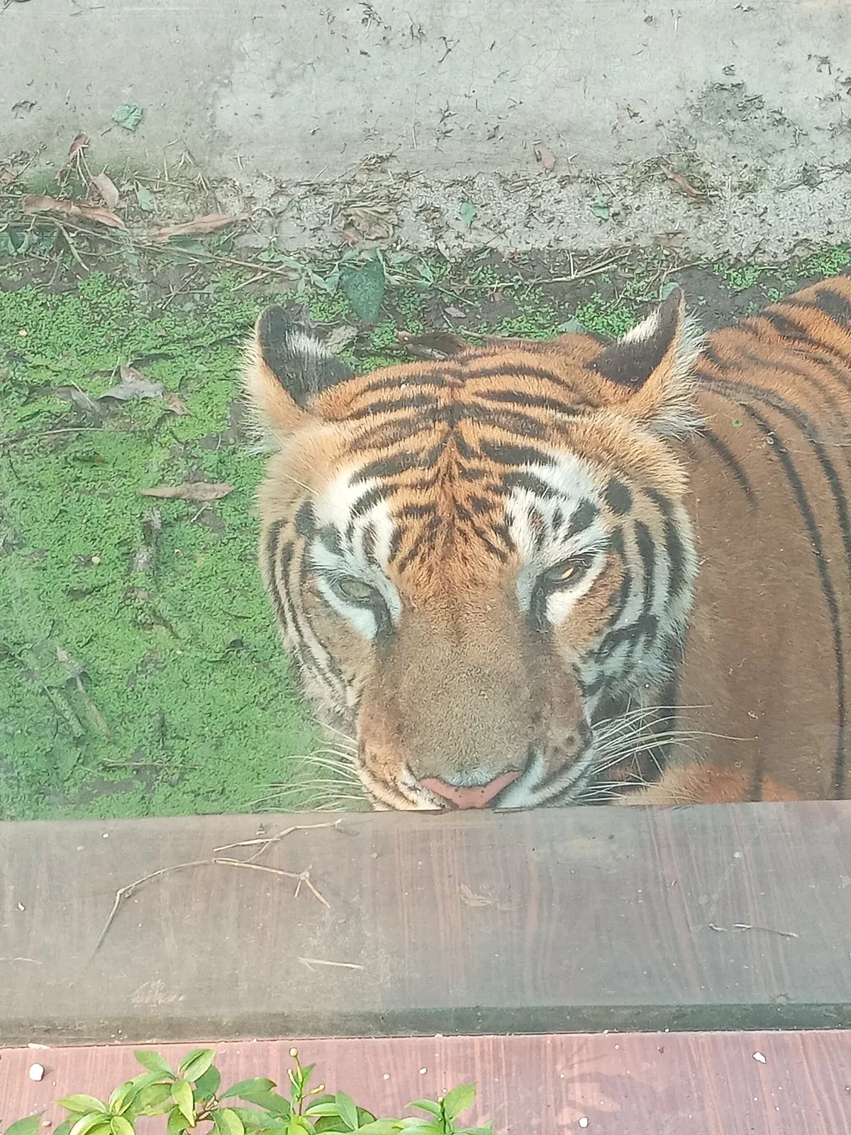 Tata Steel Zoological Park