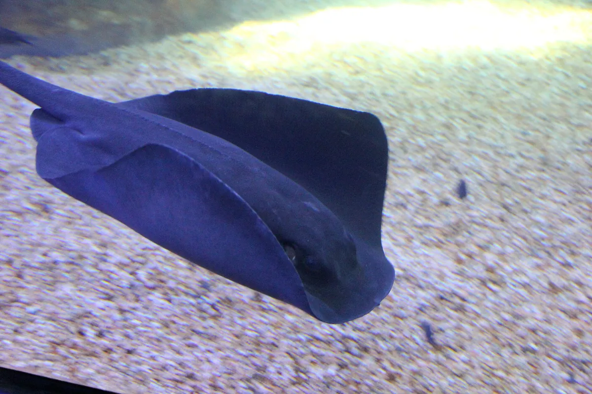 Cala Gonone aquarium