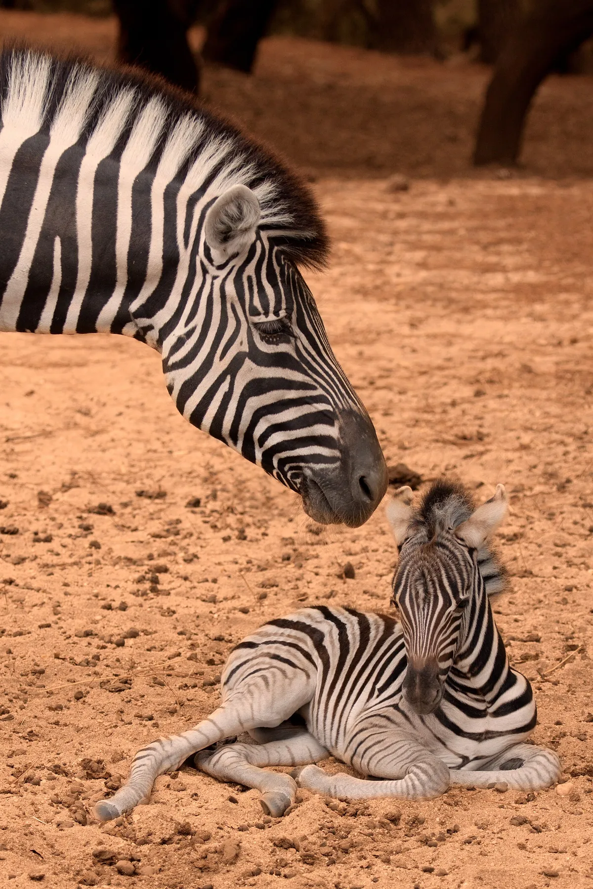 Badoca Safari Park