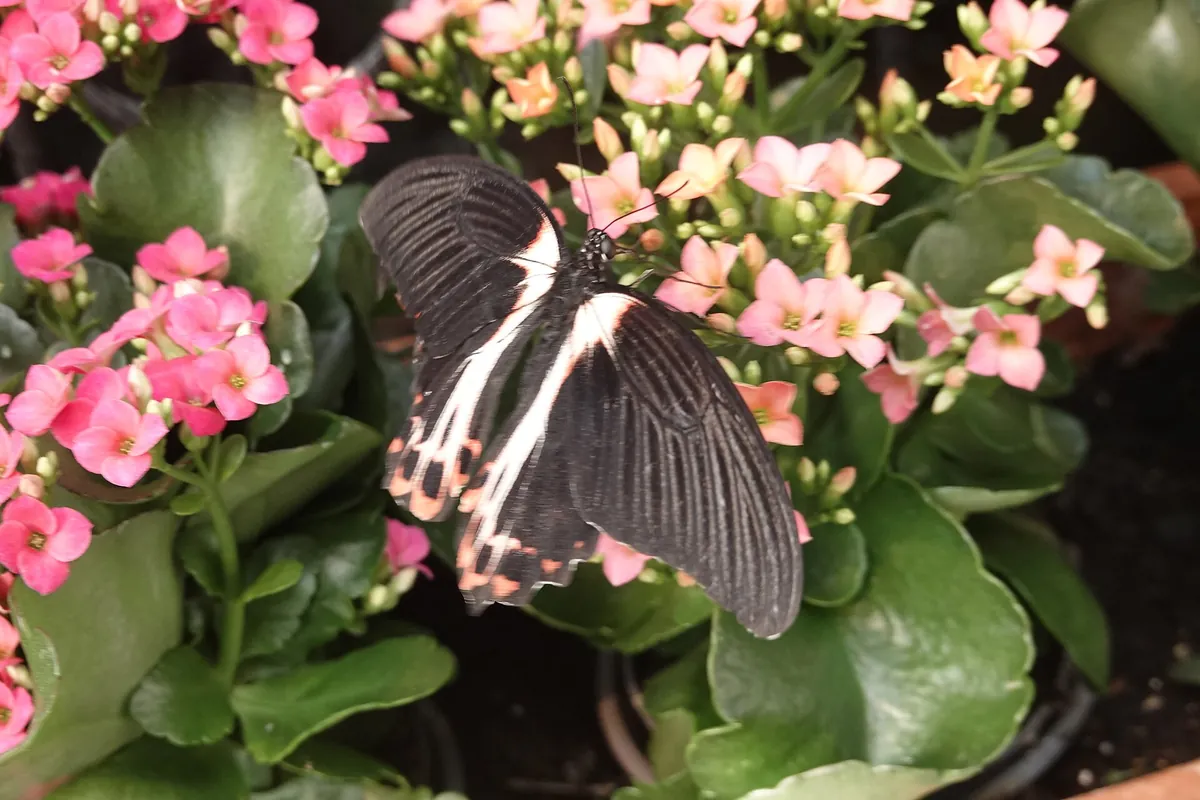 Allgäuer Schmetterling Erlebniswelt