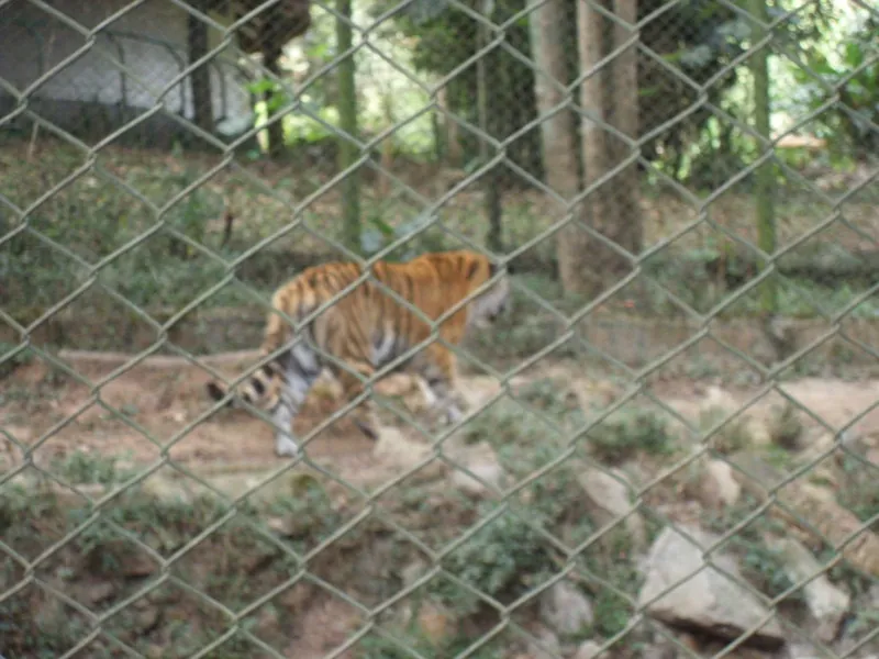 Zoo Safari