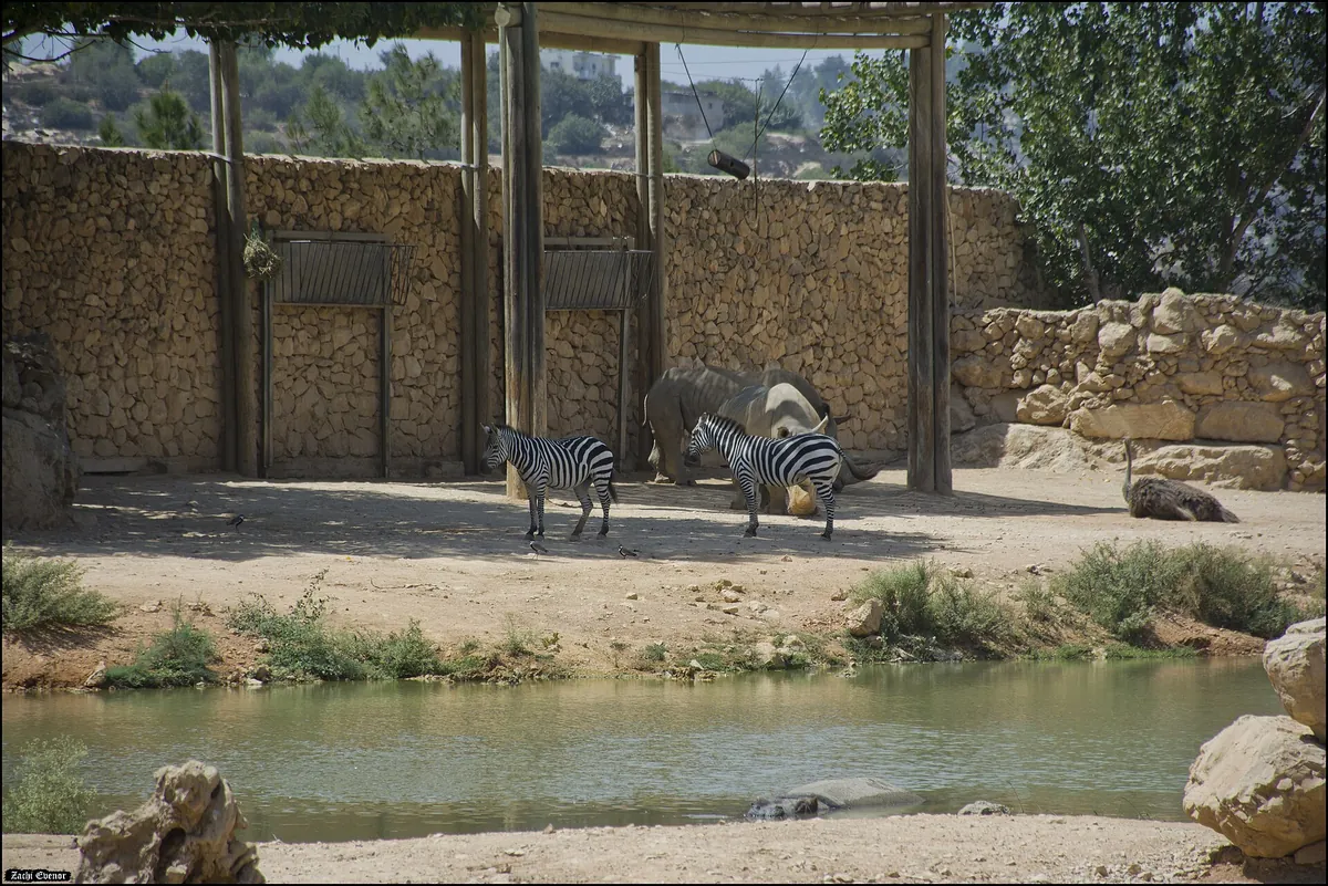 The Tisch Family Zoological Gardens – The Biblical Zoo