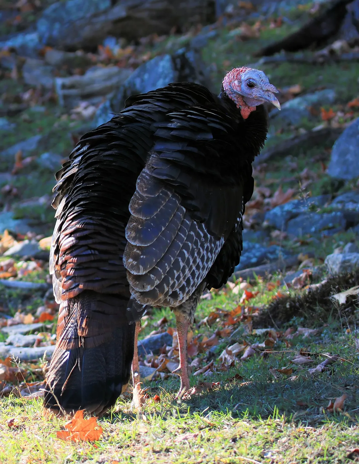 Parc Omega