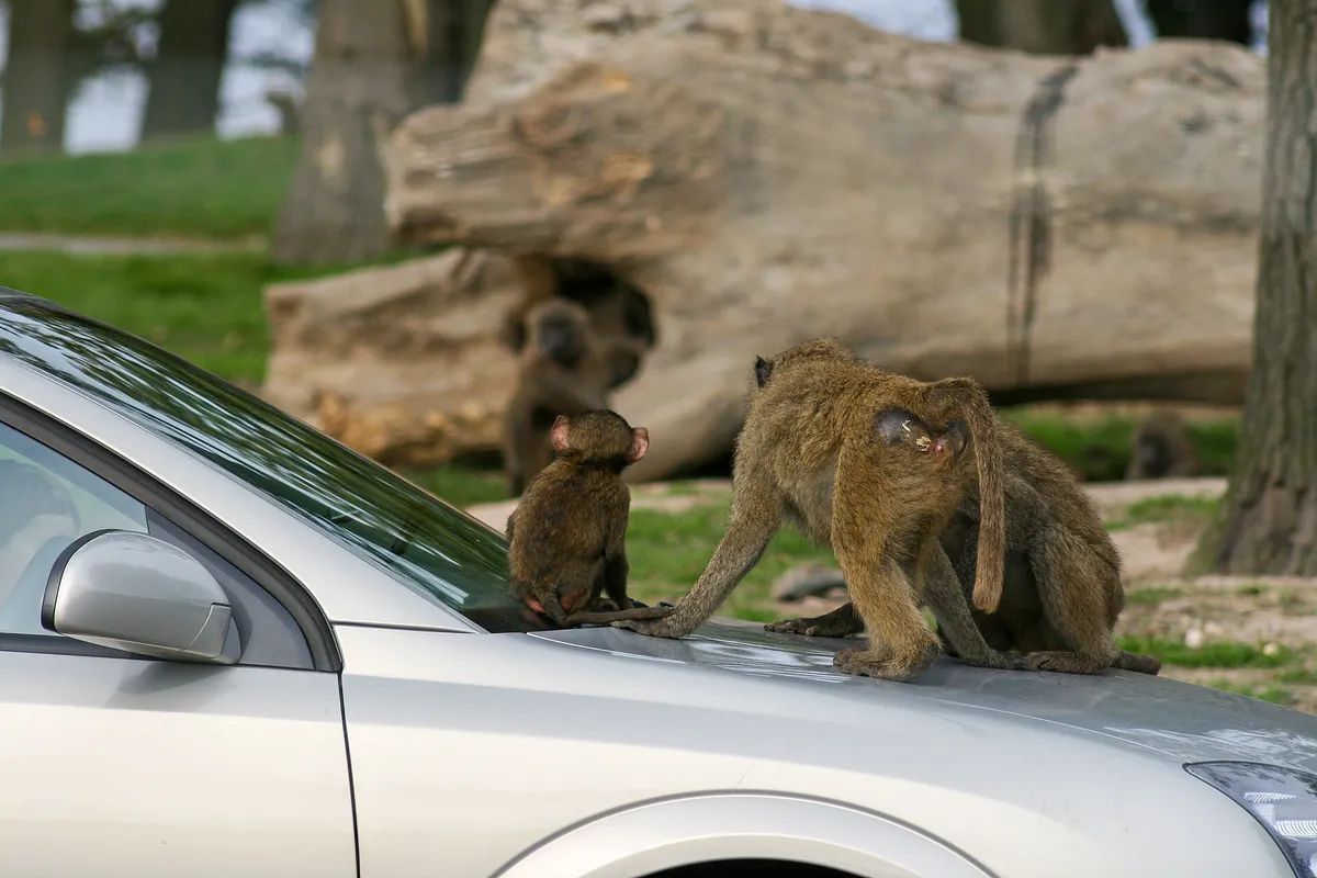 Knowsley Safari