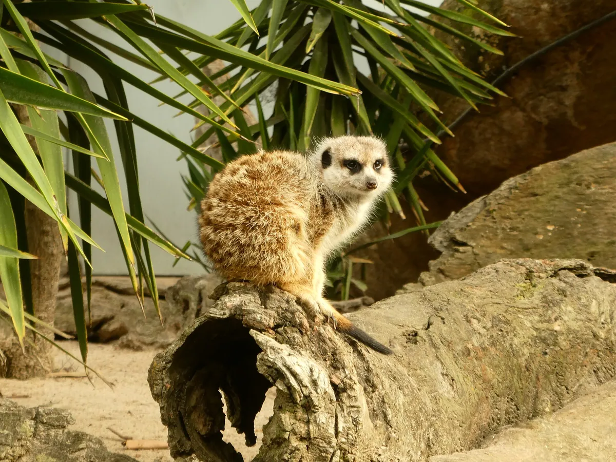 Halls Gap Zoo