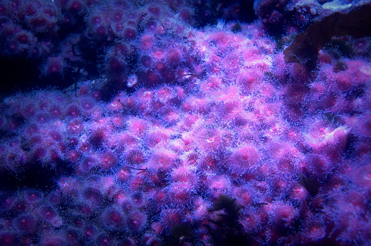 Birch Aquarium at Scripps