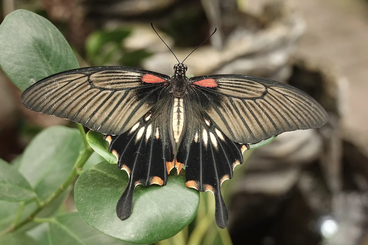 Allgäuer Schmetterling Erlebniswelt