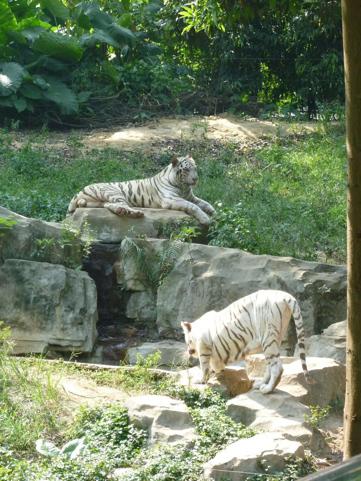 Chimelong Safari Park