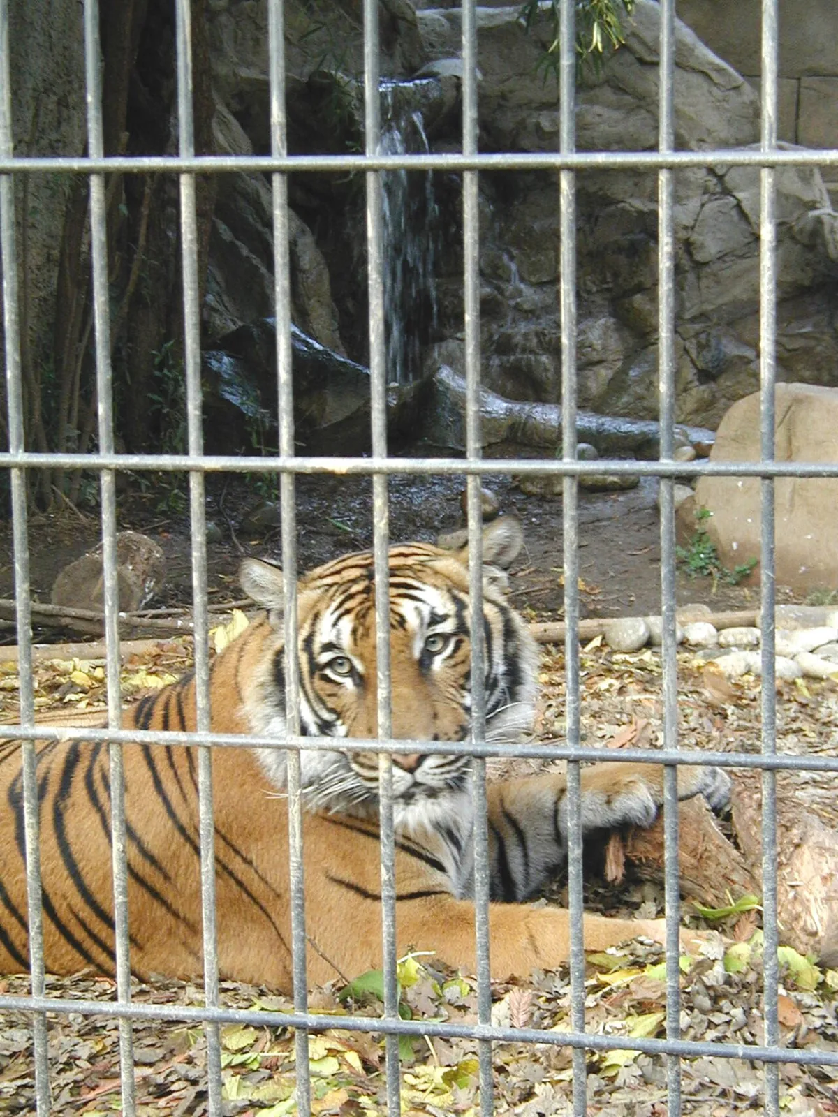 Charles Paddock Zoo