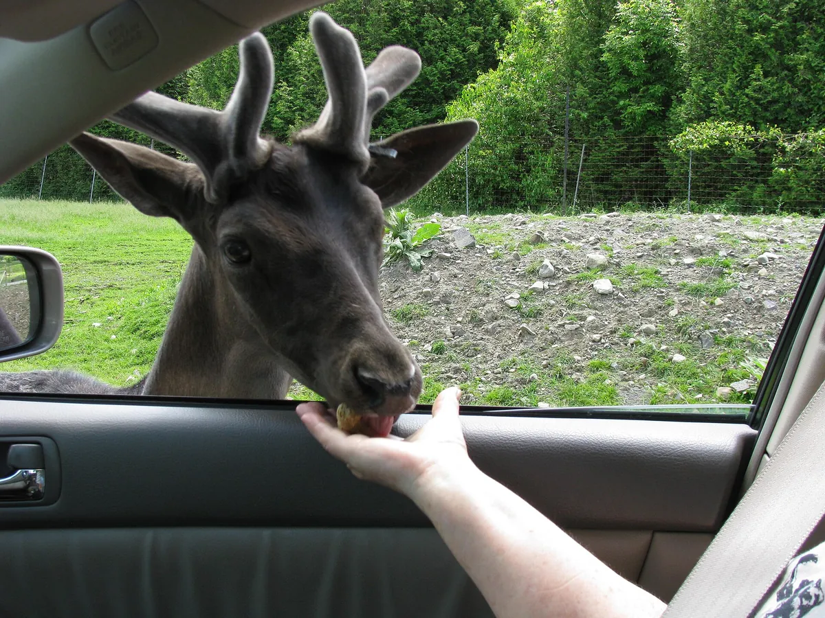 Parc Safari