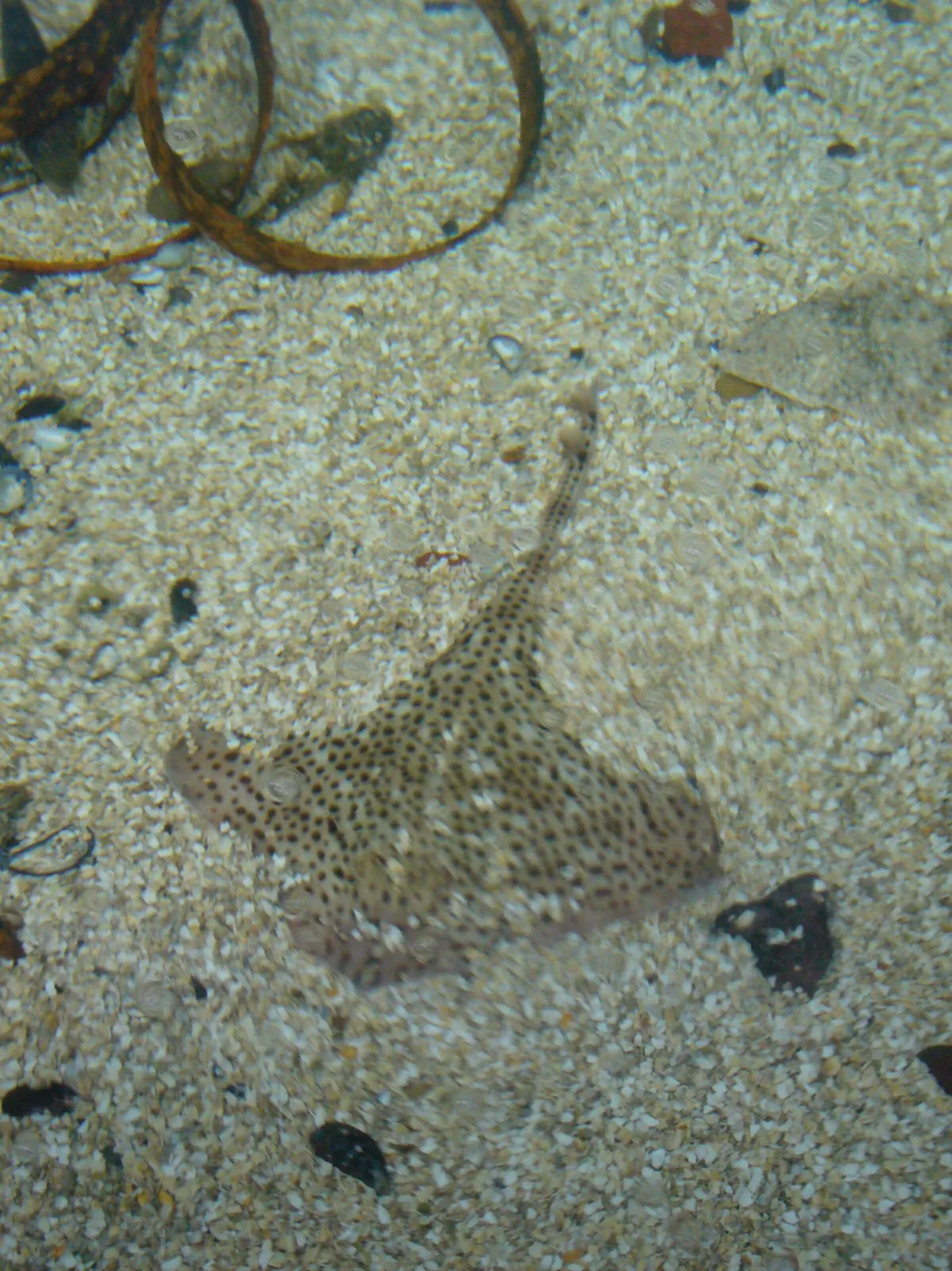 Sylt Aquarium