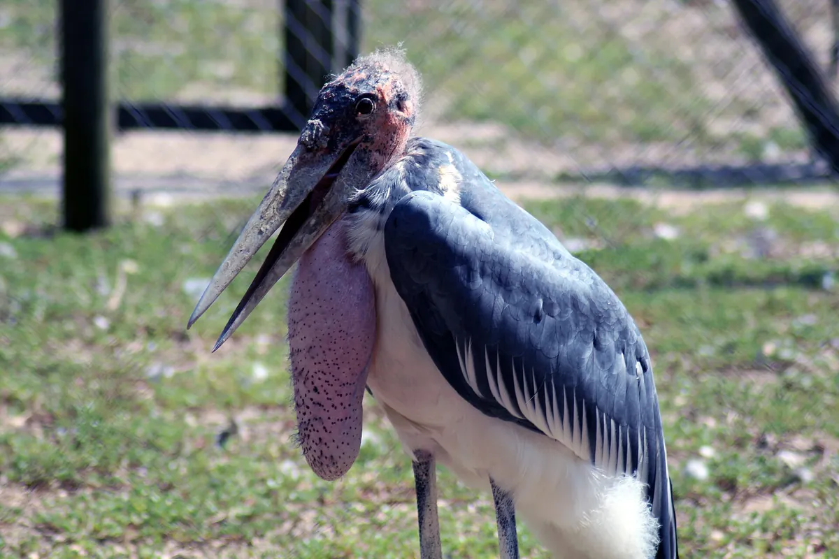 Labenne's zoo