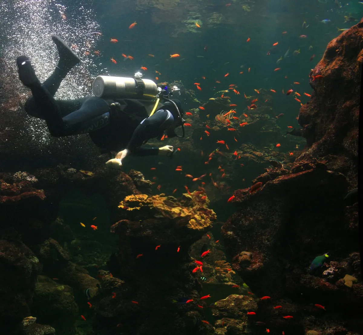 Steinhart Aquarium