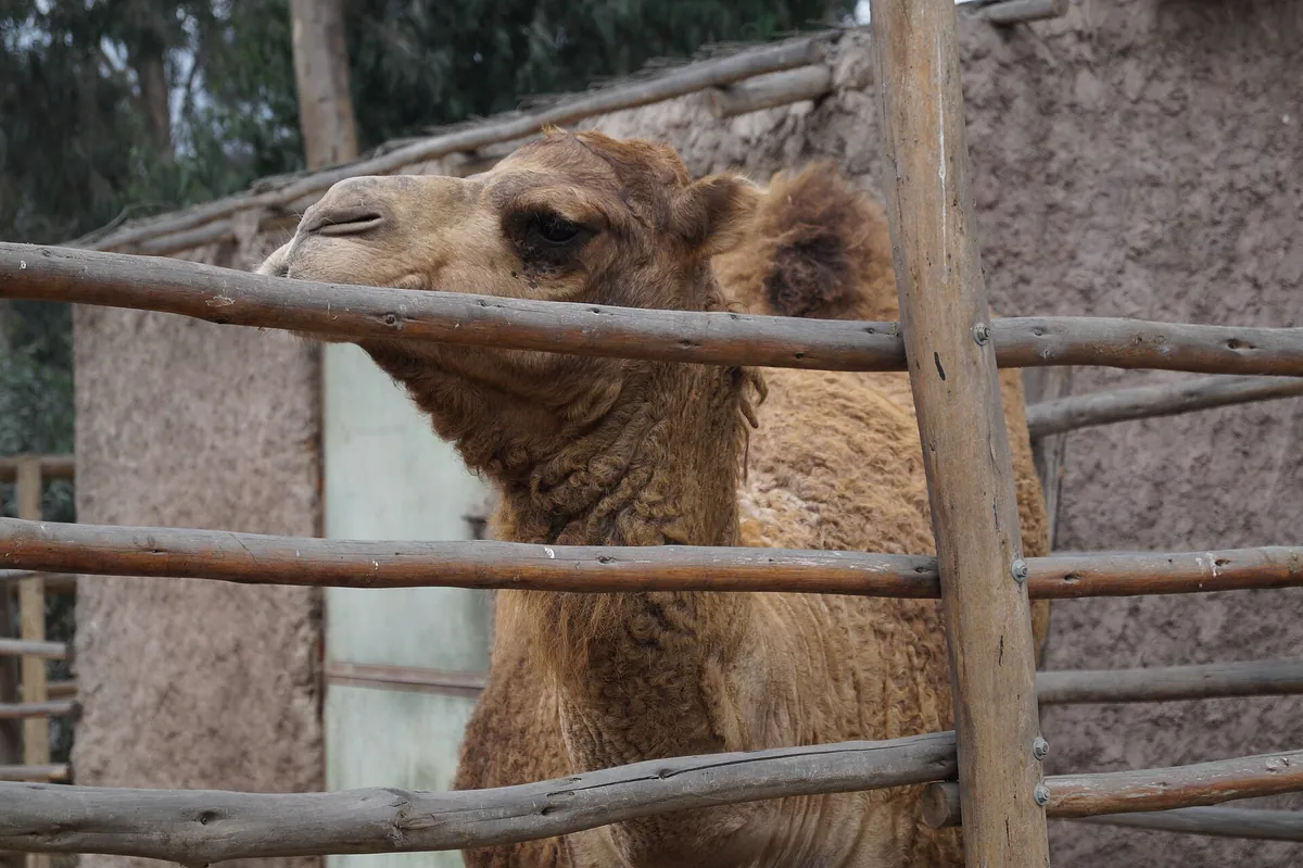 Huachipa Zoo Park