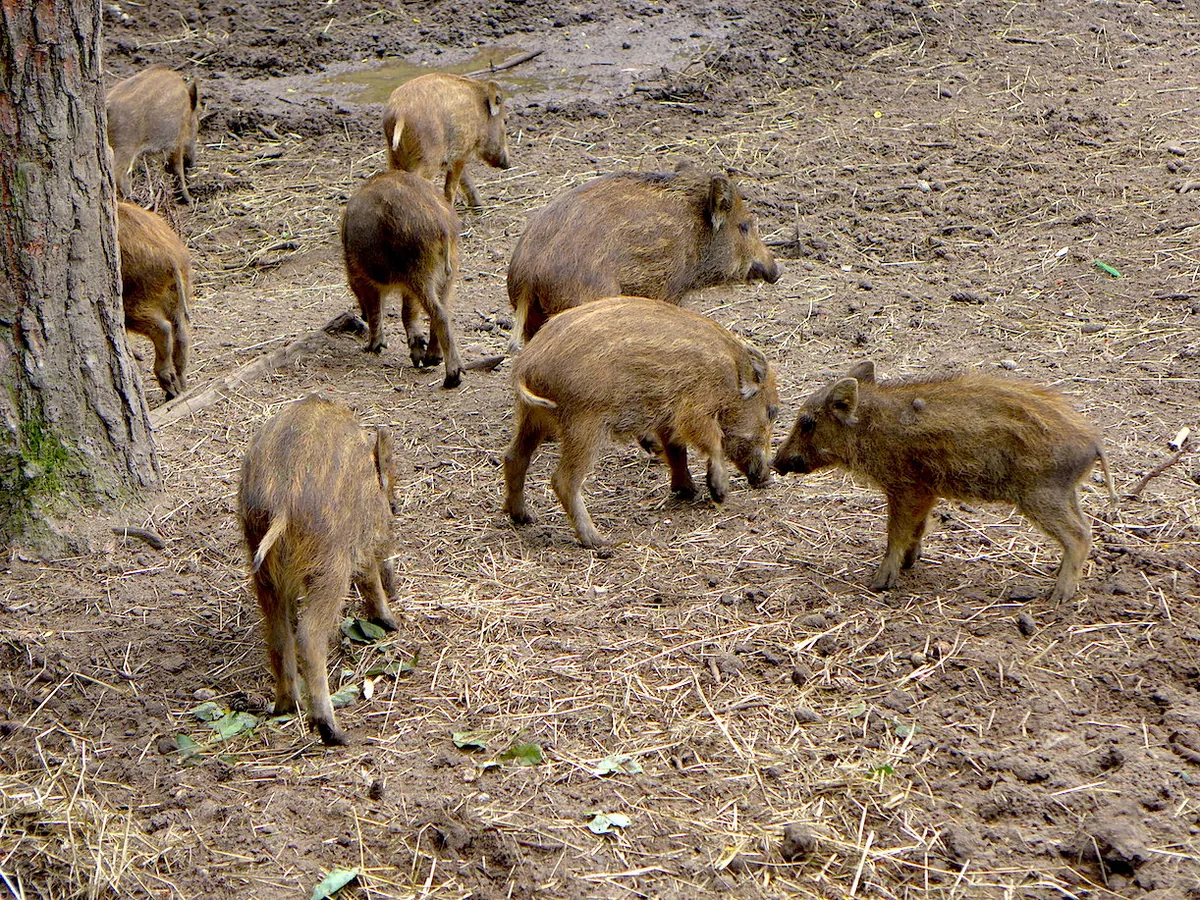 Wildpark Tannenbusch
